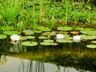 Teich mit Seerosen